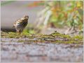 ビンズイ