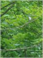 サンショウクイ