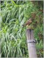 サシバ サシバ
