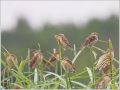 ニュウナイスズメ