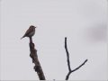 コサメビタキ コサメビタキ