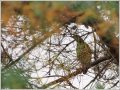 トラツグミ トラツグミ