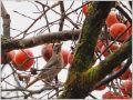 ハチジョウツグミ ハチジョウツグミ