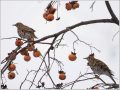 トラツグミ
