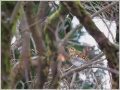 トラツグミ