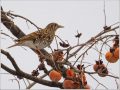 トラツグミ