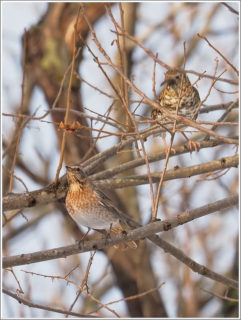 ハチジョウツグミとトラツグミ