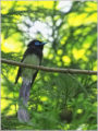 サンコウチョウ