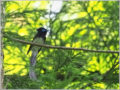 サンコウチョウ