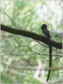 サンコウチョウ