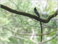 サンコウチョウ