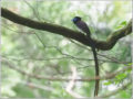 サンコウチョウ