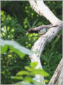 クロツグミ