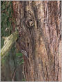 キバシリ
