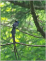 サンコウチョウ