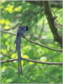 サンコウチョウ