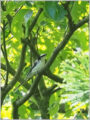 サンショウクイ