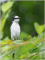 サンショウクイ