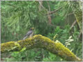 クロツグミ