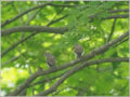 コサメビタキ幼鳥