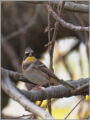 ミヤマホオジロ ミヤマホオジロ