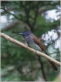 サンコウチョウ
