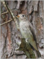 コサメビタキ コサメビタキ